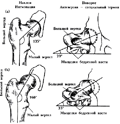 Анатомия тазобедренного сустава лабрадора ретривера