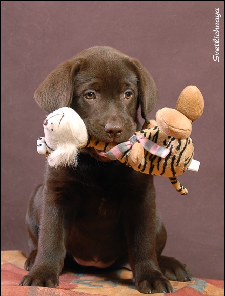 Какие игрушки нужны лабрадору | Мой друг лабрадор – полная энциклопедия о собаках любимой породы