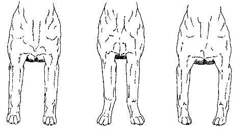Передняя часть тела лабрадора