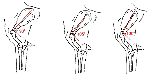 Передняя часть тела лабрадора
