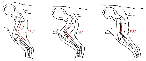 Задняя часть тела лабрадора