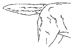 Правильный хвост лабрадора
